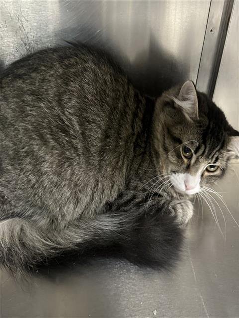 BISCUIT - Domestic Medium Hair available for adoption