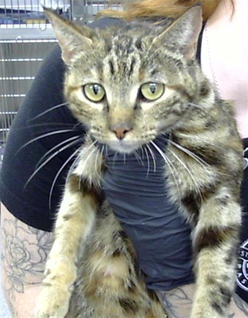 HAZEL - Domestic Short Hair available for adoption