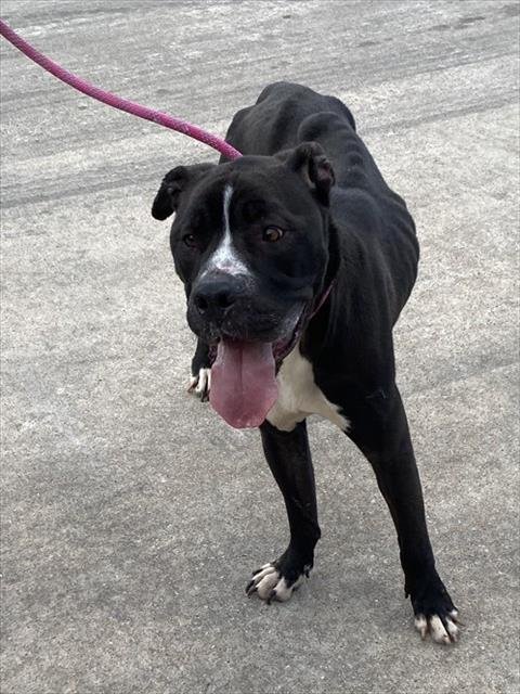 A182628 - American Pit Bull Terrier available for adoption