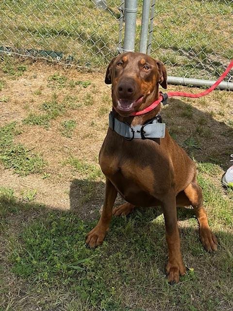A184022 - Doberman Pinscher available for adoption