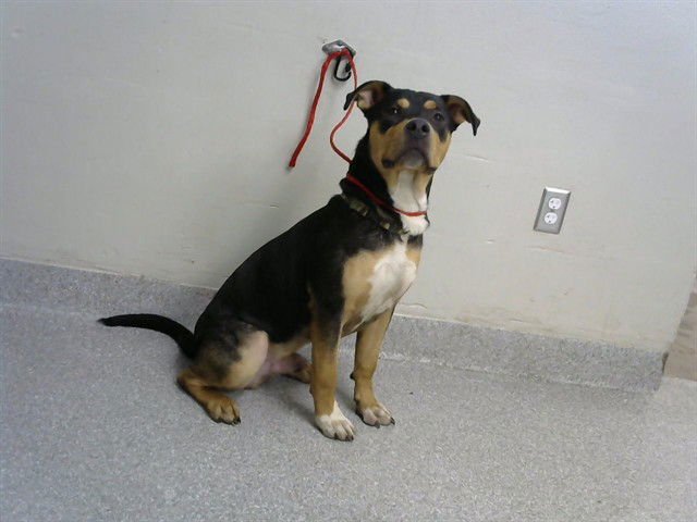 BROOKS - American Pit Bull Terrier / Rottweiler available for adoption