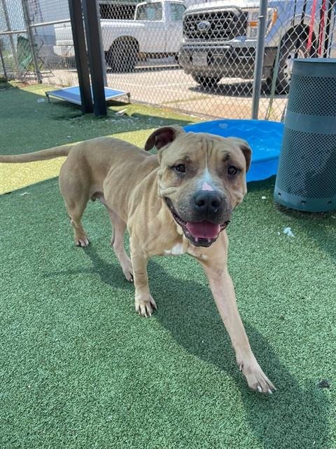 LUCAS LOVES PEANUT BUTTER - Mastiff available for adoption