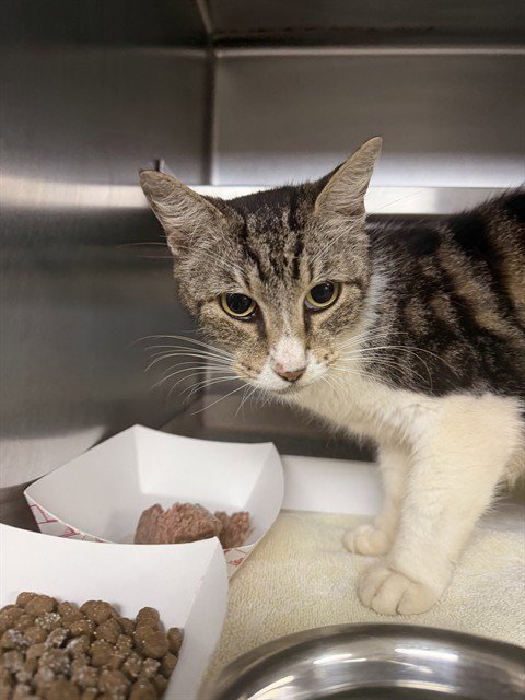 LOULOU - Domestic Medium Hair for adoption in Pasadena