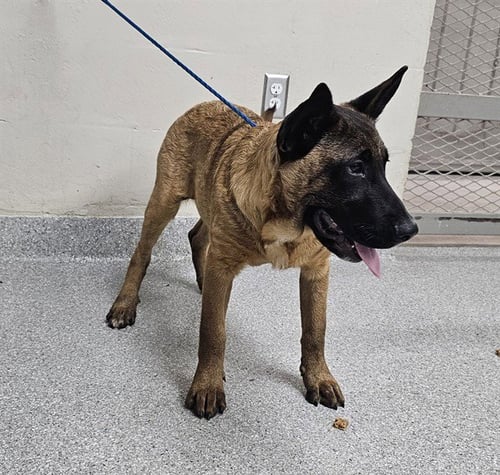 A184044 - Belgian Shepherd Malinois available for adoption