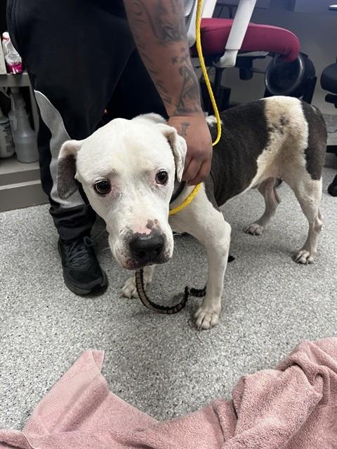 OLIVER - American Pit Bull Terrier available for adoption