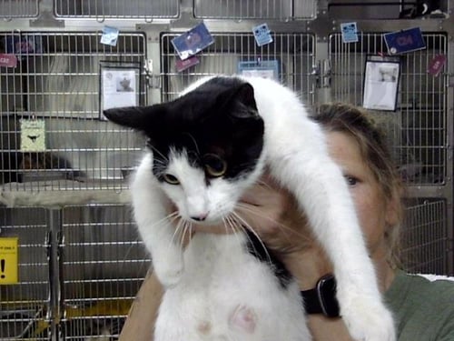 A186793 - Domestic Short Hair available for adoption