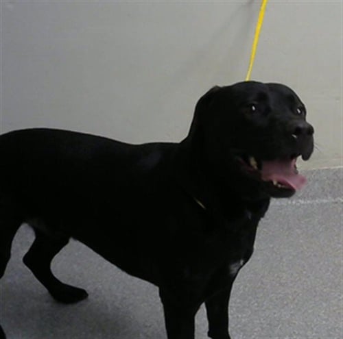 ATLAS - Labrador Retriever available for adoption
