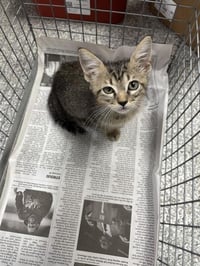 LINUS - Photo 1