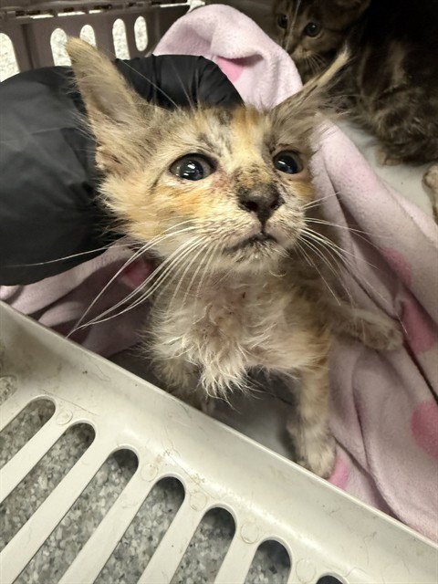A186525 - Domestic Short Hair available for adoption