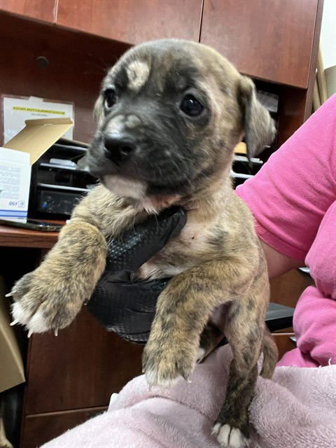 WEASLEY - Cairn Terrier / Black Mouth Cur available for adoption