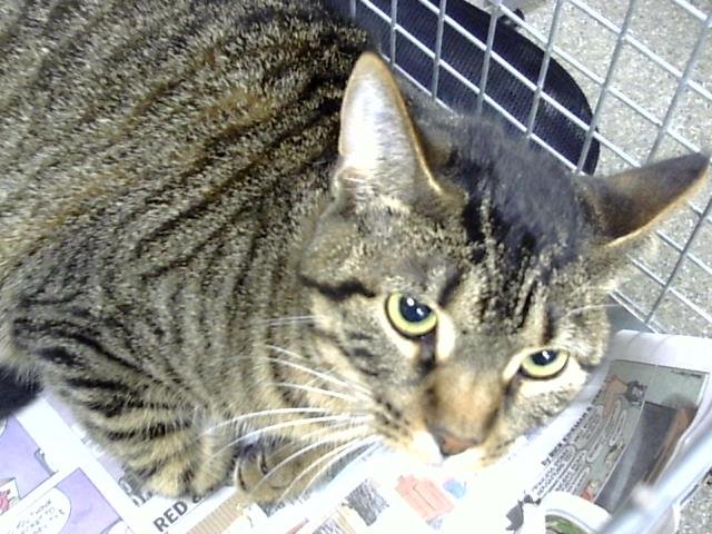 SATEEN - Domestic Short Hair available for adoption