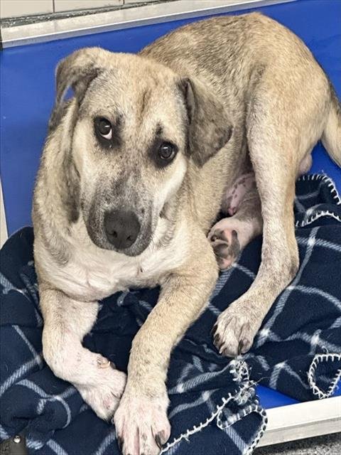 SAWYER - Catahoula Leopard Dog available for adoption