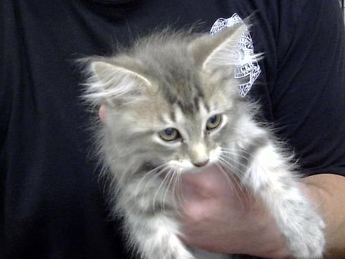 A186899 - Domestic Long Hair available for adoption