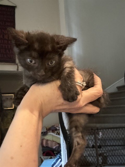 A186042 - Domestic Short Hair available for adoption