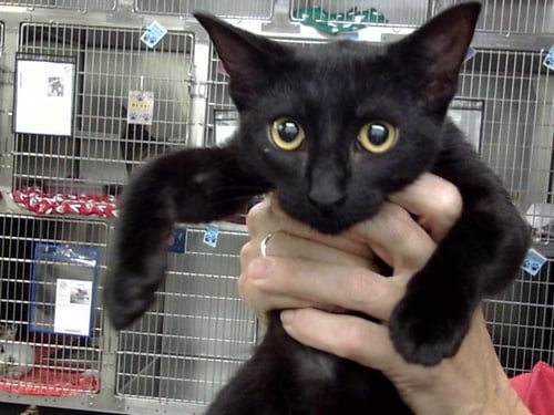 A187846 - Domestic Short Hair available for adoption