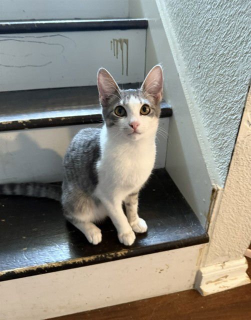 TWINKLES - Domestic Short Hair available for adoption