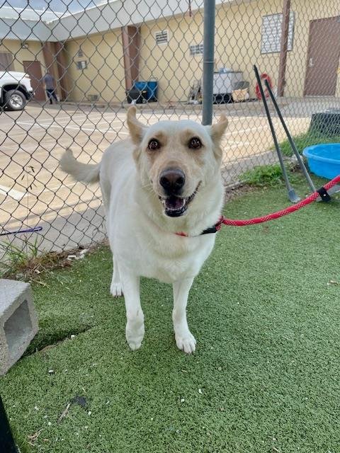 BEANS - Siberian Husky / German Shepherd Dog available for adoption