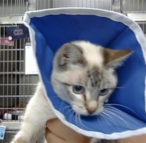 A185035 - Siamese available for adoption