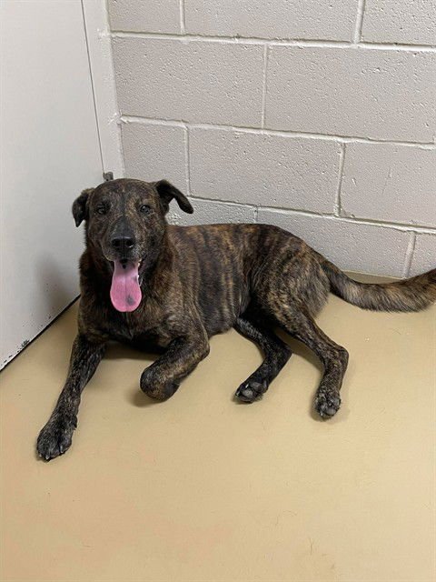 SHERLOCK - Labrador Retriever available for adoption