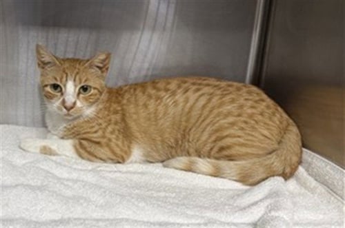 FANTA - Domestic Short Hair available for adoption