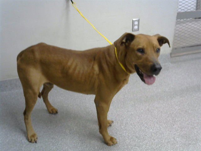 A183782 - Rhodesian Ridgeback available for adoption