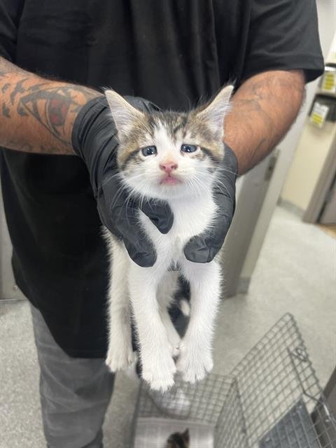 GRUMPY - Domestic Short Hair for adoption in Pasadena