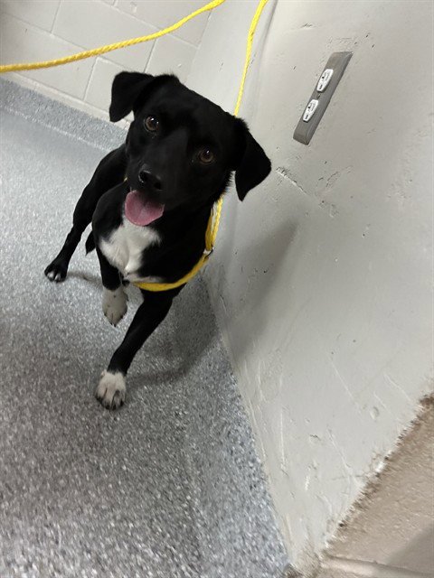 A187881 - Chihuahua available for adoption