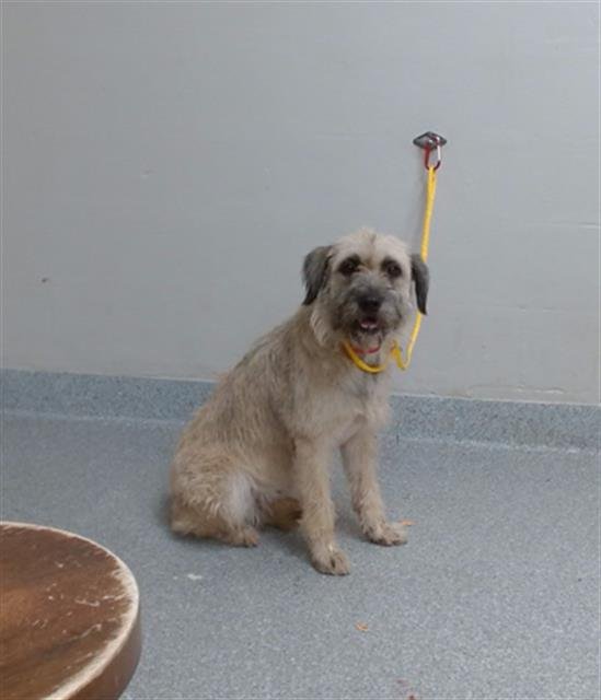 MAIZIE Image