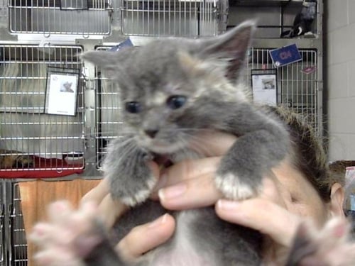 A186493 - Domestic Short Hair available for adoption