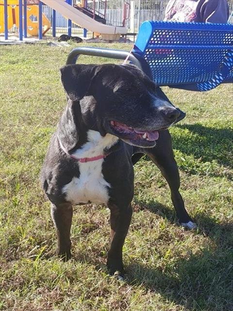 GAMMY - Labrador Retriever / Basset Hound for adoption in Pasadena