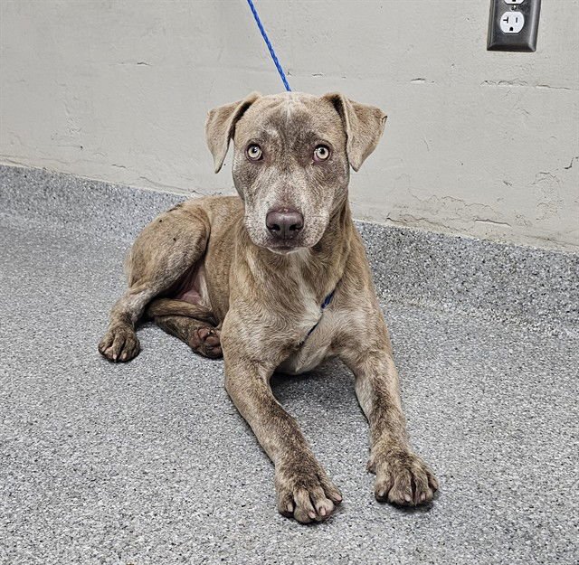 LOUIE - American Pit Bull Terrier available for adoption