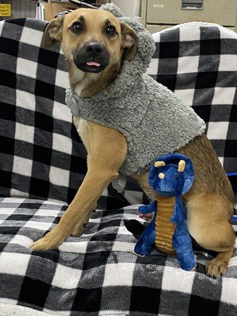 CHARLIE - German Shepherd Dog available for adoption