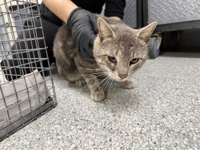 EARL GREY - Domestic Short Hair available for adoption