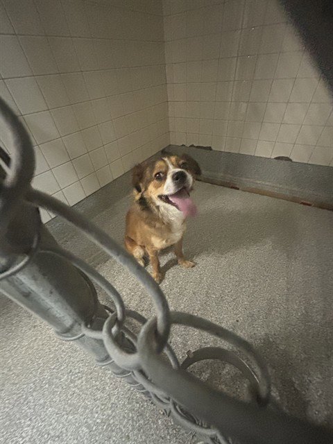 A187717 - Cavalier King Charles Spaniel available for adoption