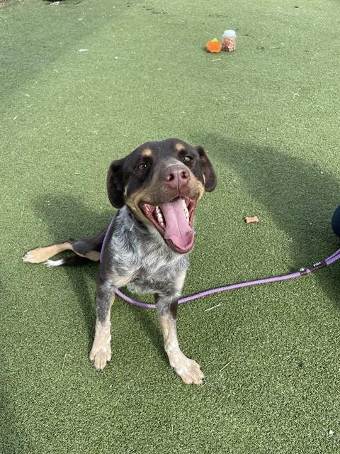 LAUREN - Labrador Retriever available for adoption