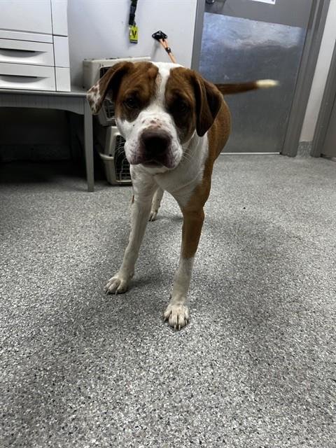 BILBO - American Pit Bull Terrier available for adoption