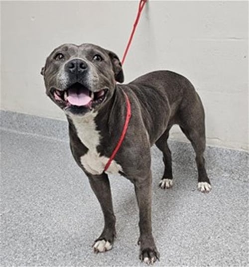 A184124 - American Pit Bull Terrier available for adoption