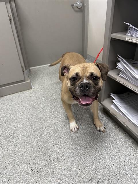 SUGAR PLUM - American Pit Bull Terrier available for adoption