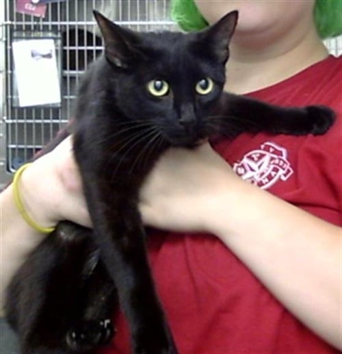MARMALADE - Domestic Short Hair available for adoption