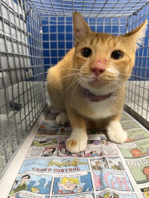 A187830 - Domestic Short Hair available for adoption