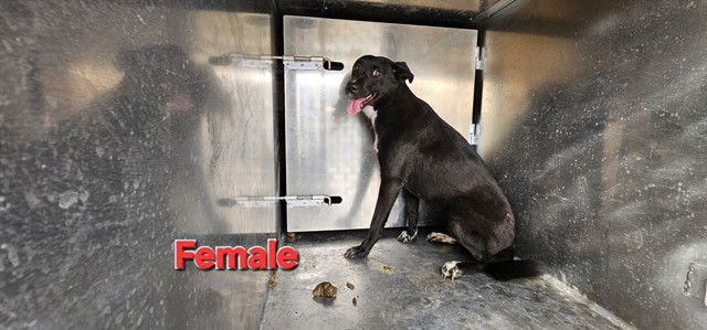 BETTY BOO - Labrador Retriever available for adoption