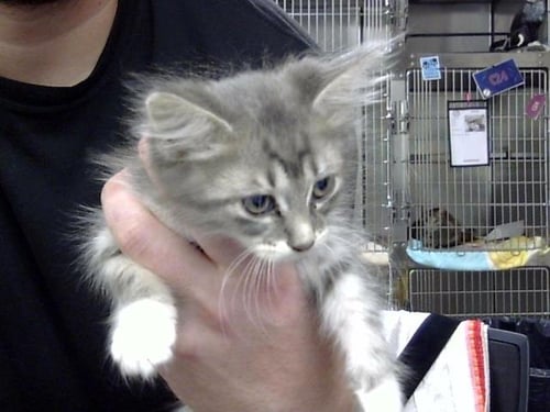 A186904 - Domestic Long Hair available for adoption
