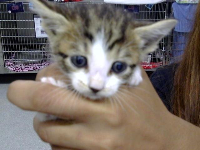A188048 Image