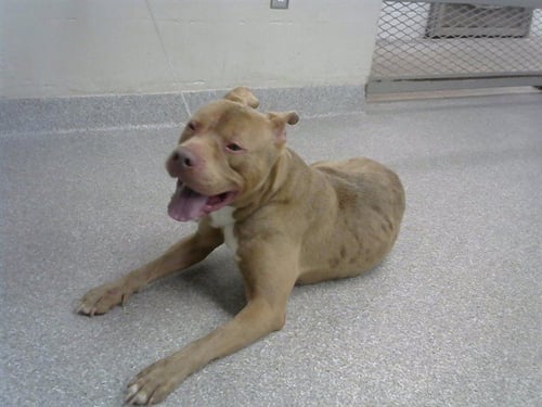 A187181 - American Pit Bull Terrier available for adoption