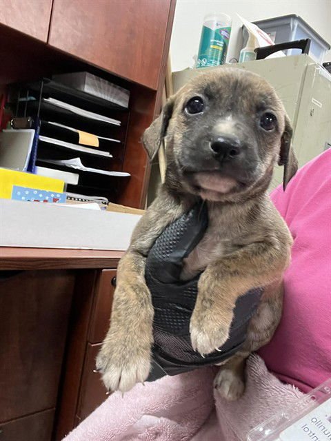 ALBUS - Cairn Terrier / Black Mouth Cur available for adoption