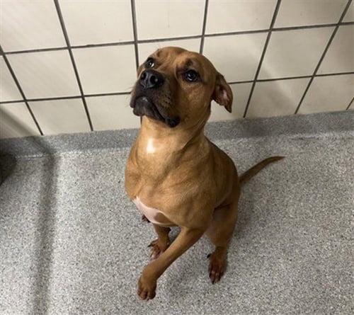 BELLE - Boxer available for adoption