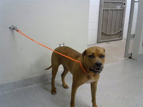 A186956 - Boxer available for adoption
