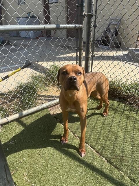 BELLE - Boxer available for adoption