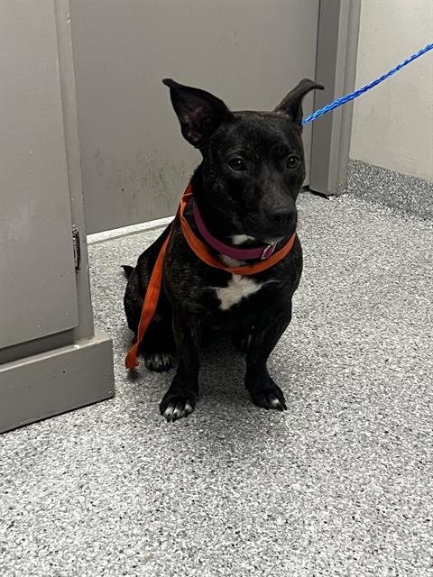 JUDYHOPS - Dachshund / American Pit Bull Terrier available for adoption