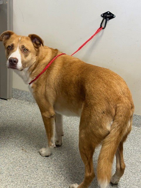 COBA - American Pit Bull Terrier available for adoption